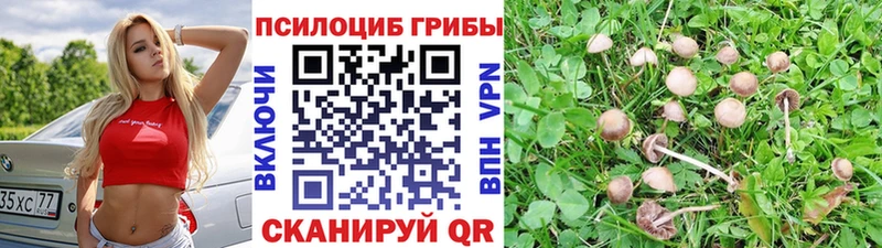 как найти наркотики  Гаджиево  Псилоцибиновые грибы мухоморы 
